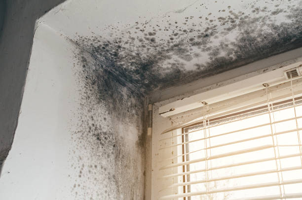 Affordable Mold Remediation solutions in Rixeyville, VA